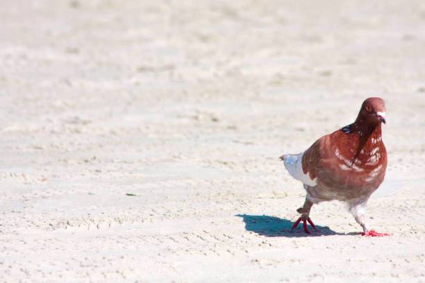 pigeon am strand - 7963 stock-fotos und bilder