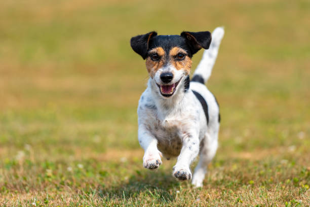 pies biegnie przez seared suszone łąki w lecie - jack russell terrier suka - bitch zdjęcia i obrazy z banku zdjęć