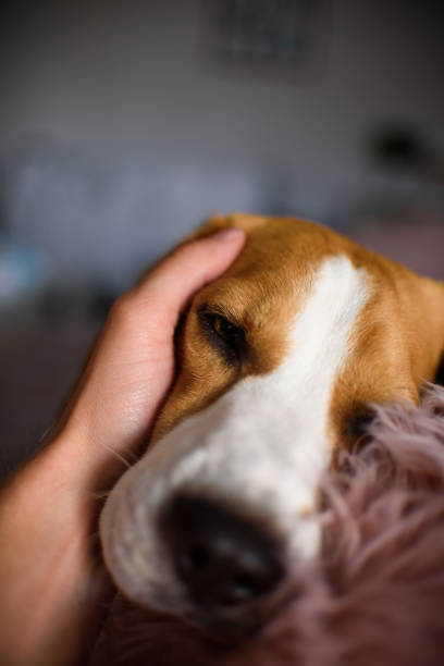 istock Purebred beagle dog lying on couch sofa in living room 1023646286