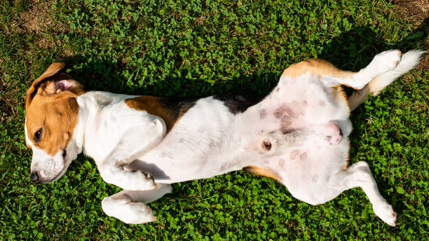istock Beagle dog resting in garden in the sun on a grass 1023646528