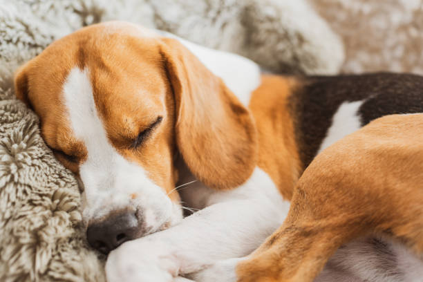istock Dog sleeping on a sofa beagle dog in house indoors 1023648596
