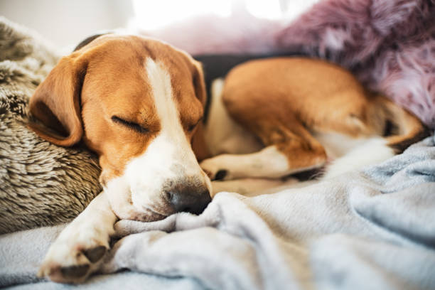 istock Beagle dog sleeps on sofa indoors 1023648760