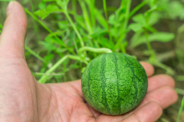 little watermelon in the garden start of the season preparing for the harvest