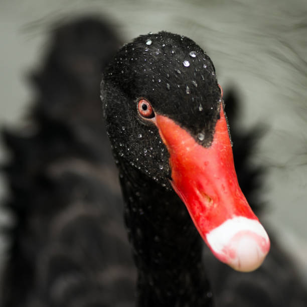 istock black swan animal portrait 1023649722