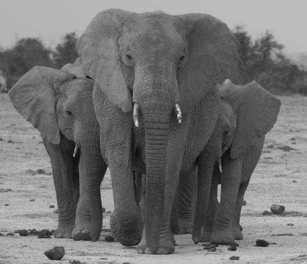 istock March of the Elephants 1023649866