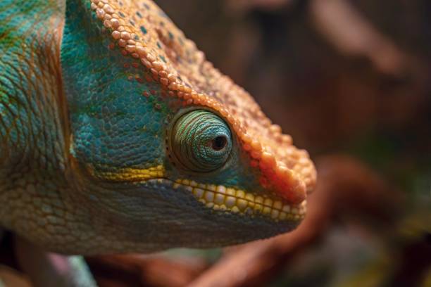 istock big head of a lizard of a chameleon 1023650250