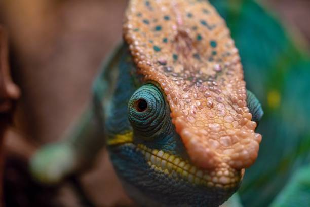 istock big head of a lizard of a chameleon 1023650364
