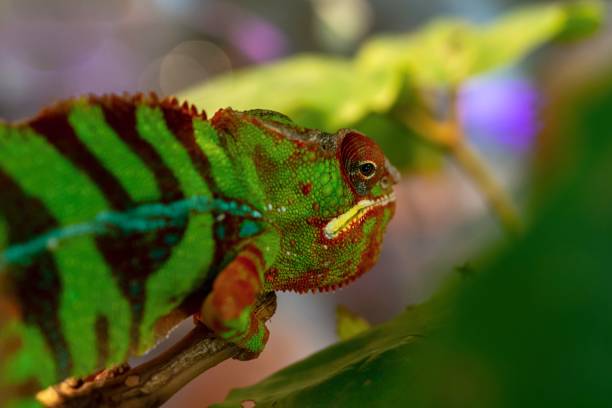 istock part of a lizard of a chameleon closeup 1023652456