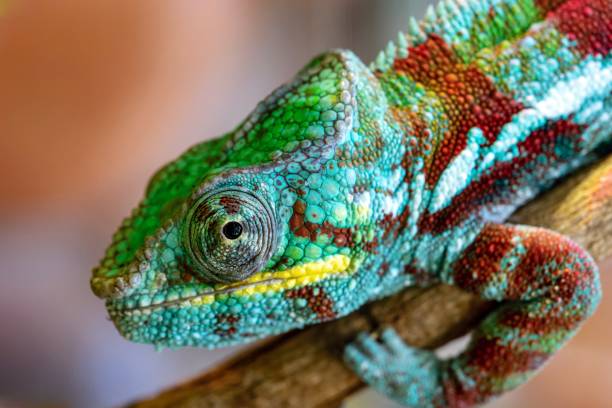 istock part of a lizard of a chameleon closeup 1023652508