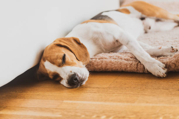 istock Dog sleeping on a sofa beagle dog in house indoors 1023652512