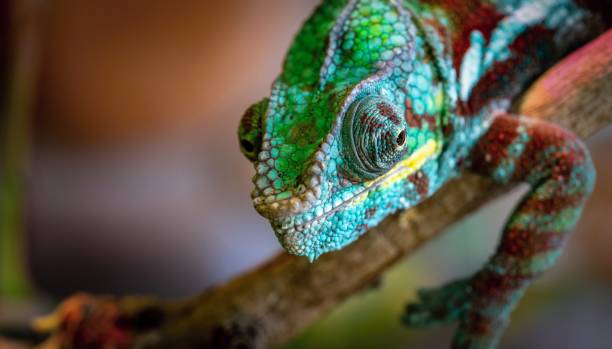 istock part of a lizard of a chameleon closeup 1023652540
