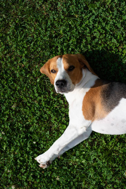 istock Beagle dog resting in garden in the sun on a grass 1023652604