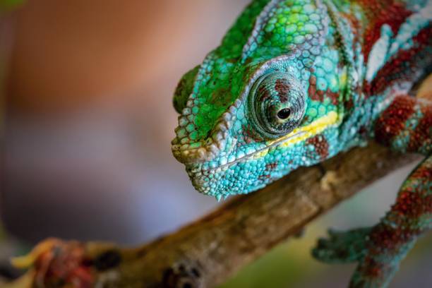 istock part of a lizard of a chameleon closeup 1023652686