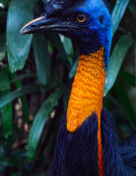 testa di struzzo primo-up - beak bird blue cassowary foto e immagini stock