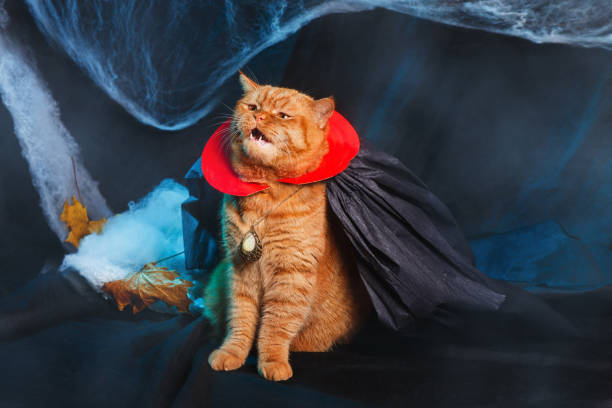 Cat vampire on black background. Halloween theme. stock photo