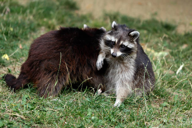 istock Lotor common raccoon (procyon lotor) 1023659118