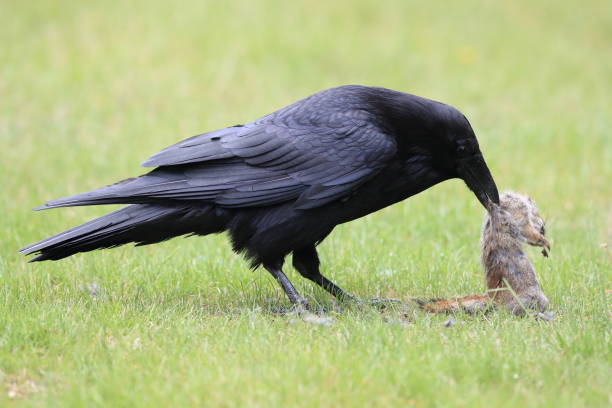 istock raven with captured columbia ground squirrel 1023674320