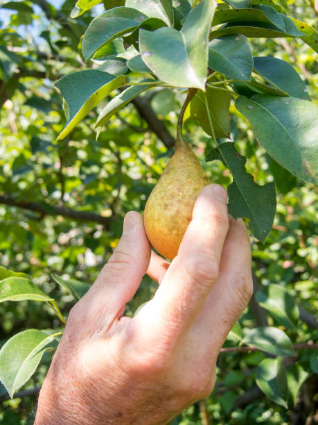 istock man hand picking ripe pears from the tree 1023674424