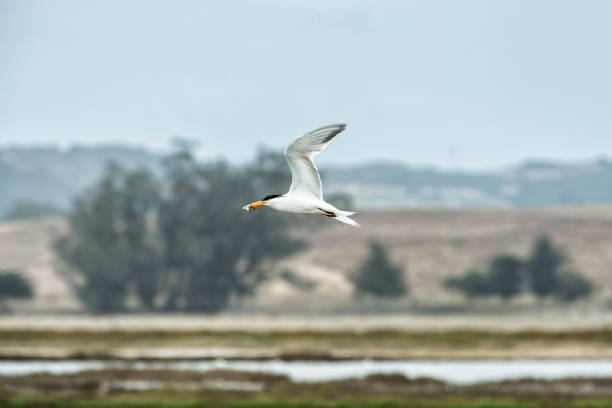 istock Tern Bird Flying With Fingerling in It's Beak 1023680168