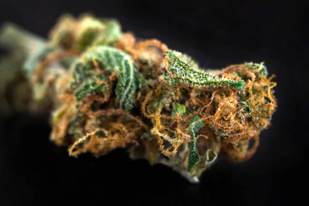 istock cannabis medical marijuana 1023682980