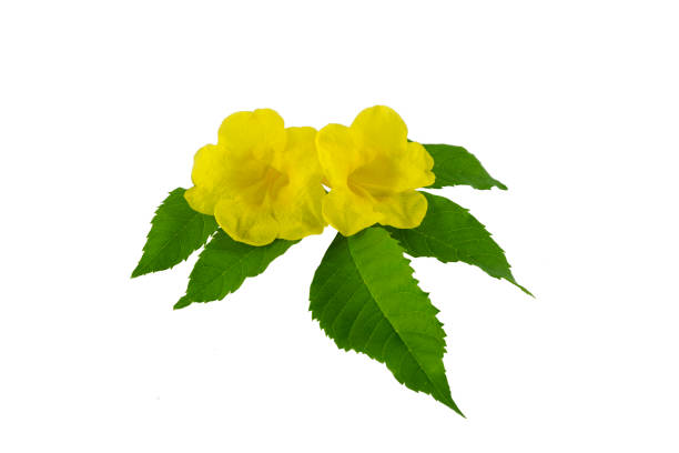 istock Yellow flower and green leaf isolated on white background 1023683030