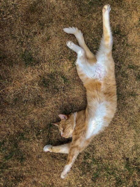 istock Domestic ginger and white tom cat stretched out on dried grass 1023683430
