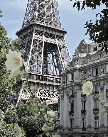 Monochrome vintage view of Eiffel tower framed with the tree, Paris, France