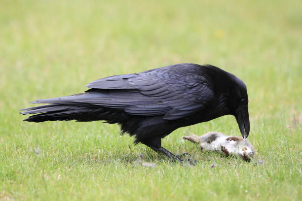 istock raven with captured columbia ground squirrel 1023688482