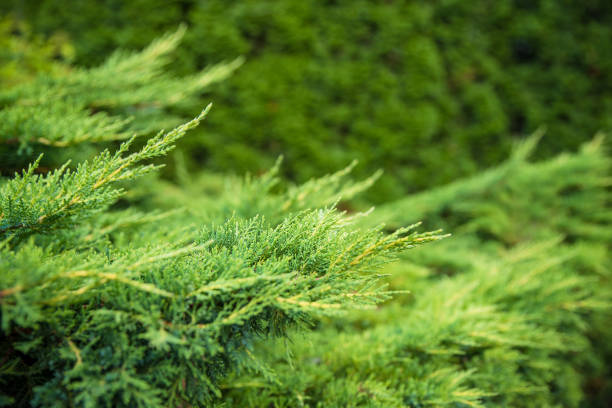 istock Landscaping, thuja fence, thuja tree branches closeup, background with copyspace 1023688976