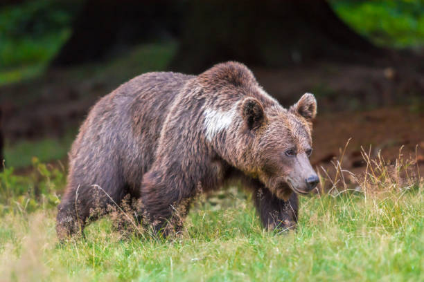 istock Brown bear walking in front of me, in grass 1023692594