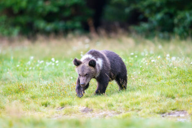 istock Brown bear cub, walking in front of me, grass 1023692596