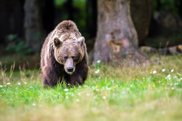 Brown bear walking in front of me, in grass