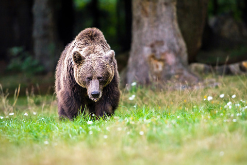 Brown bear in the forest , dangerous look
