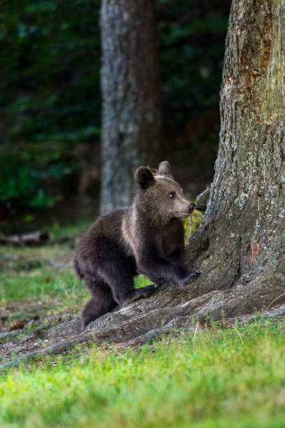 istock Brown bear cub, walking in front of me, grass 1023692624
