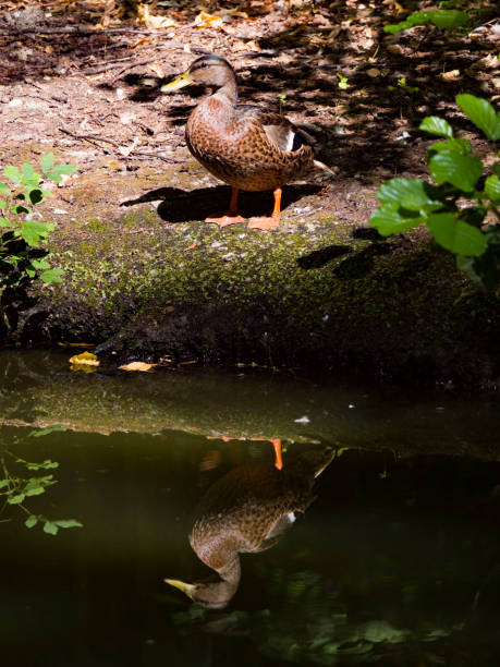 istock The reflection of the duck 1023692658