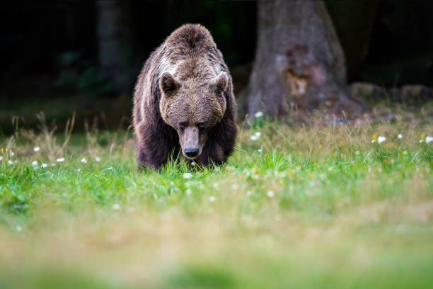 istock Brown bear walking in front of me, in grass 1023692664