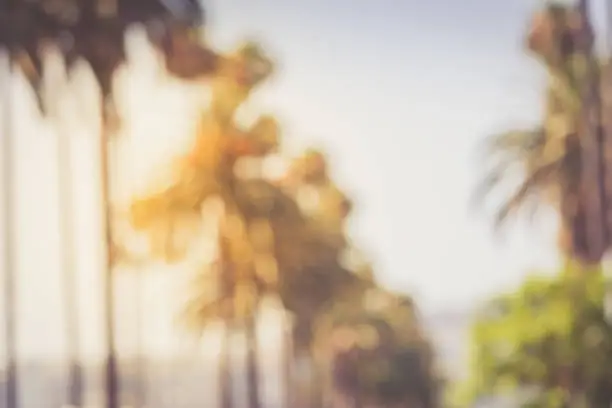 Intentionally ddefocsed palms of Beverly Hills in golden sunset light