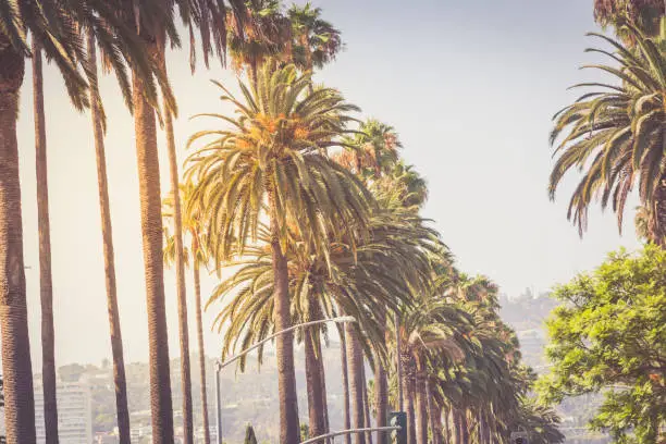 Palms ov Beverly Hills in golden sunset light