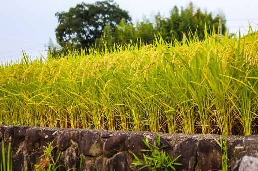 Rice paddy in Gifu, Japan