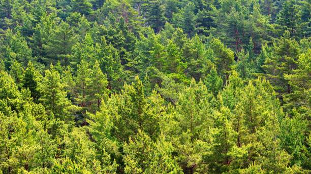 istock Forest on Hiumaa island, Estoina 1023697592