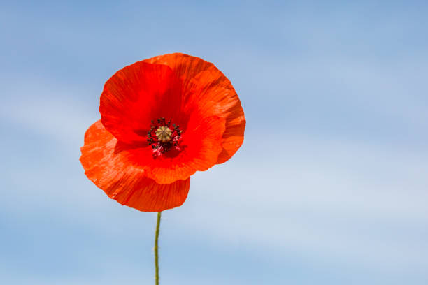 мак - flower red poppy sky стоковые фото и изображения