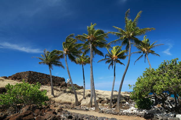 parque histórico del estado lapakahi, big island, hawaii - tree wind palm tree hawaii islands fotografías e imágenes de stock