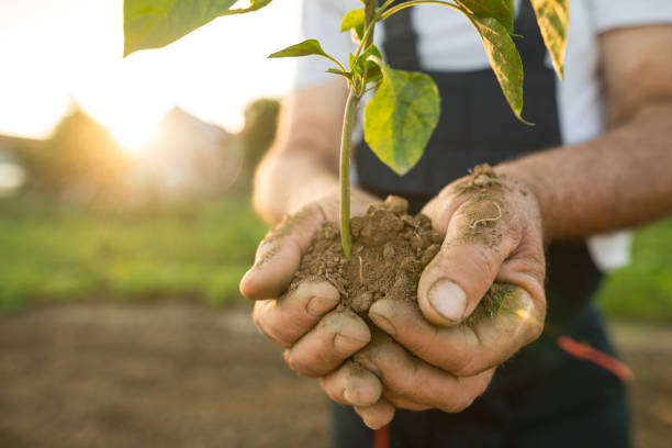 istock Hands holding new growth plant in sunset 1023707144