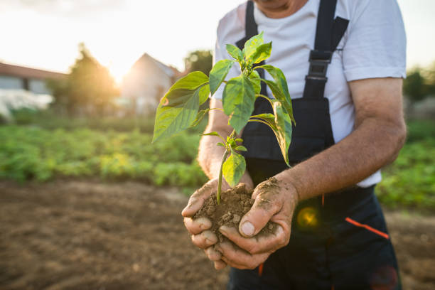 istock Hands holding new growth plant in sunset 1023707336