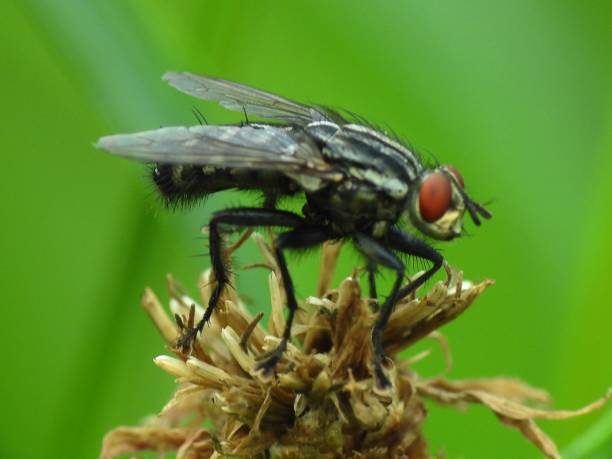 Black fly Fly with red eyes black fly stock pictures, royalty-free photos & images
