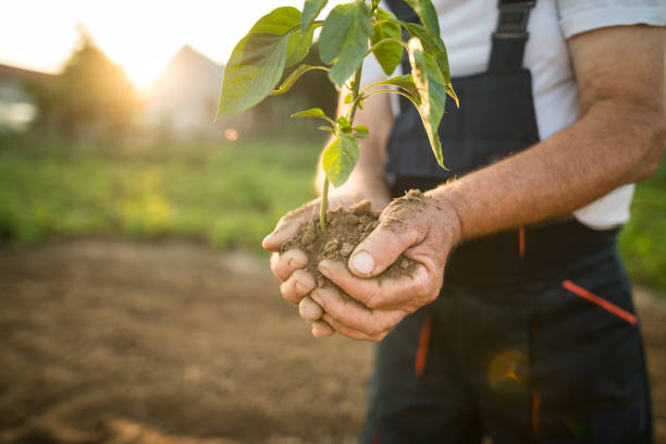 istock Hands holding new growth plant in sunset 1023709248