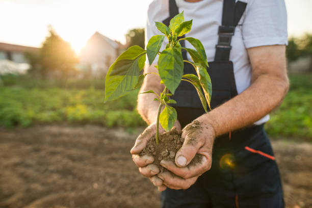 istock Hands holding new growth plant in sunset 1023711886
