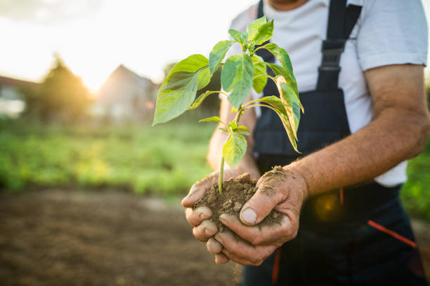 istock Hands holding new growth plant in sunset 1023711966
