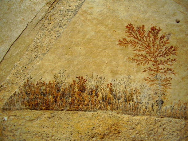 ископаемый папоротник - fossil leaves стоковые фото и изображения