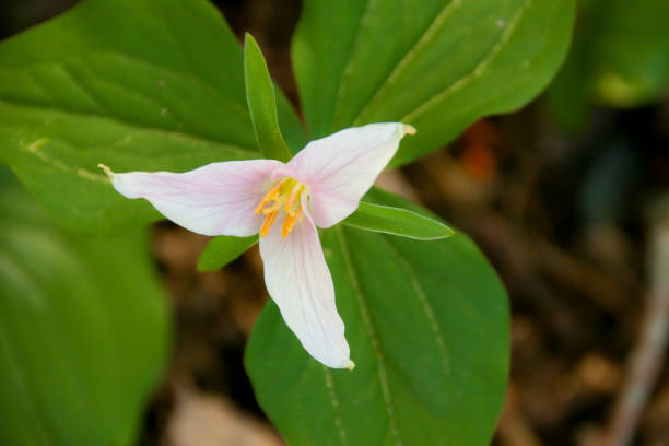istock Pink Trillium Flower 1023712162